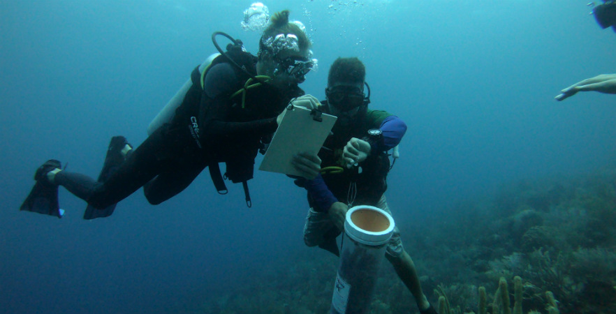 Lionfish culling