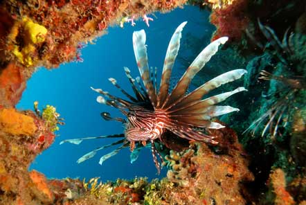 World Environment Day - Lionfish are invading!  