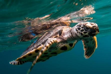 Baby Sea Turtles in Thailand