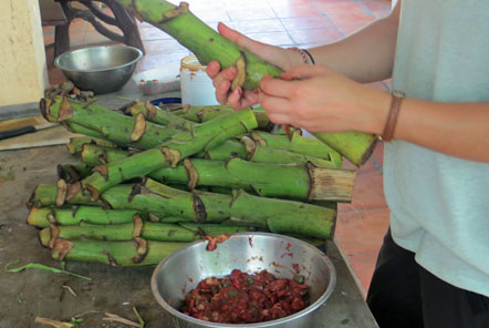 Banana tree stalks