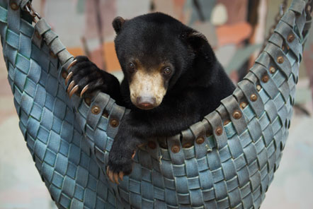 A bear relaxes in a hammock