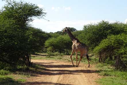 Iona’s experience at our South Africa Big 5 Conservation project 