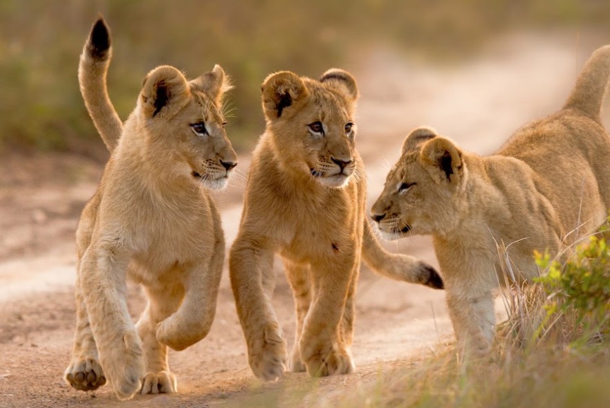 Big 5 - A Year of Conservation, Community and Hope