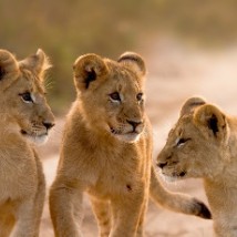 Big 5 - A Year of Conservation, Community and Hope