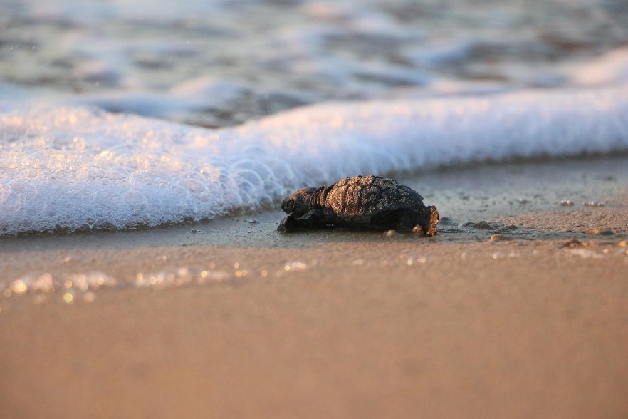 baby turtle