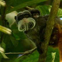 Monkey business – exploring the Amazon  