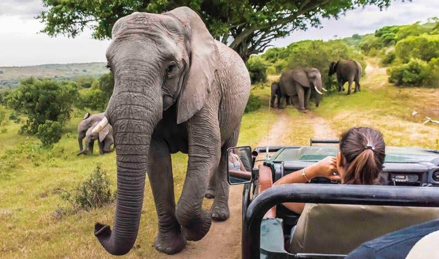 Elephant and volunteer in South Africa