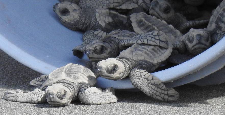 turtles in Costa Rica