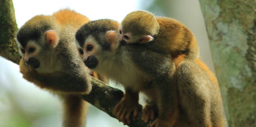 Monkeys in Costa Rica