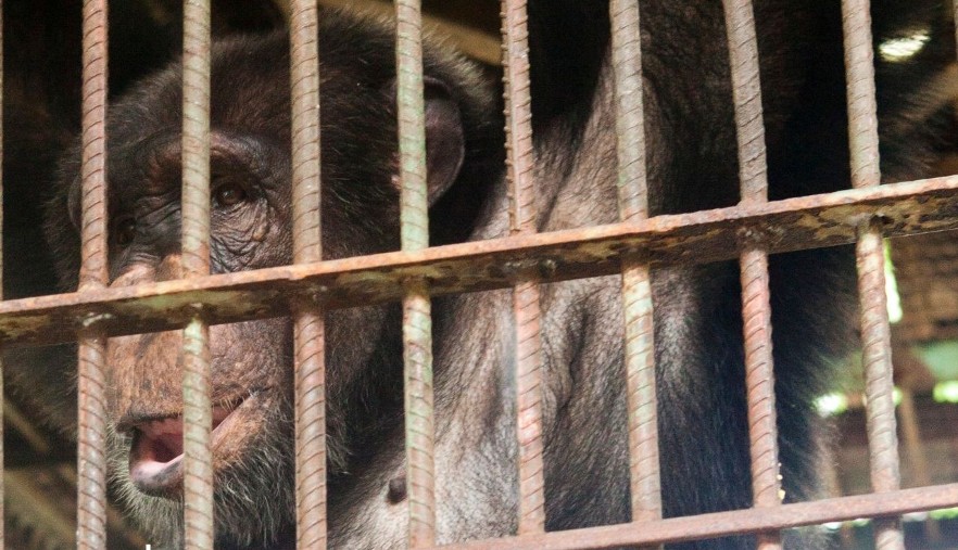 Chimp in cage