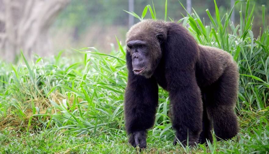 Rescued chimp