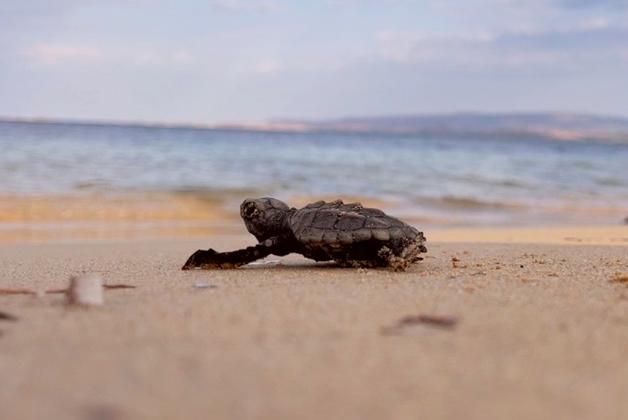 Interview with Charlie from the Turtle and Marine team in Greece