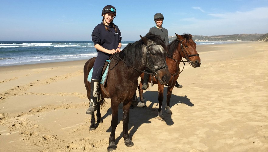 Horse in South Africa