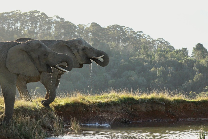 How does an elephant’s trunk work?
