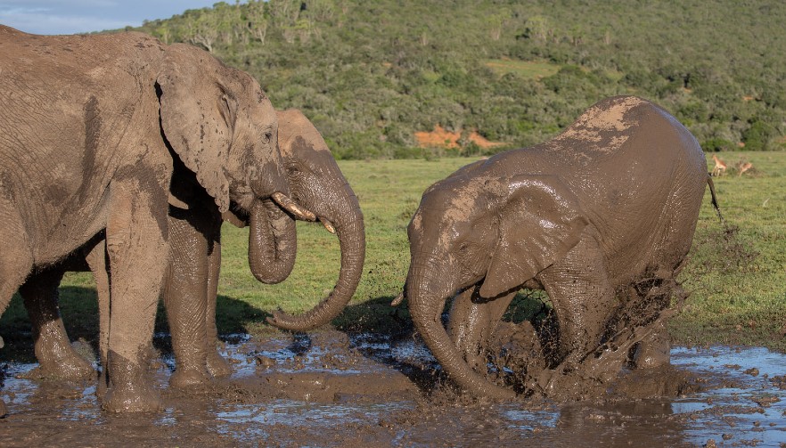 Elephant in South Africa