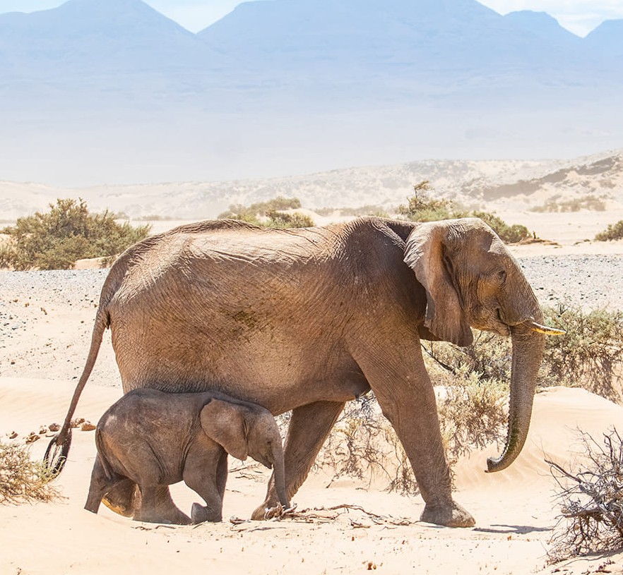 Elephant in Namibia