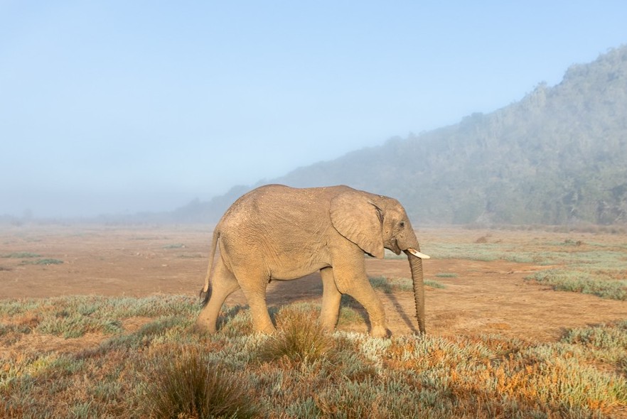 2021 - The year of the new African elephant