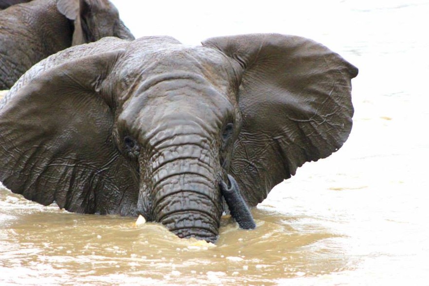 Elephant in the water