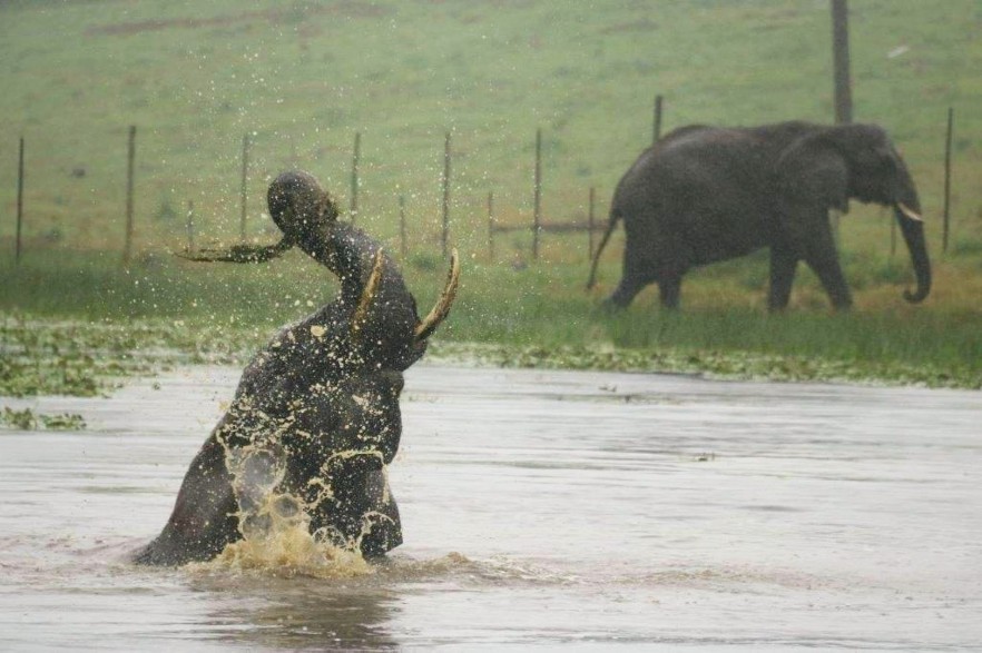 Elephant splashing in the water