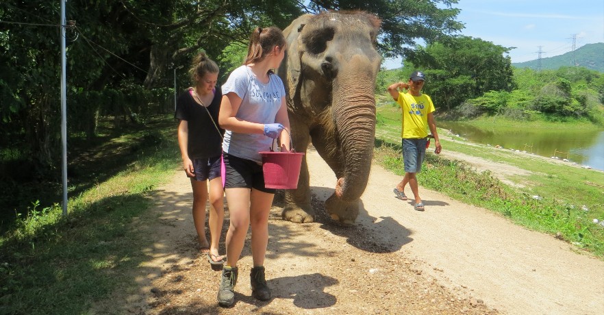 elephant and volunteers in Thailand
