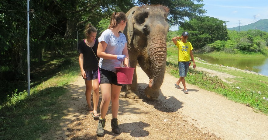 Rescued elephant in Thailand 