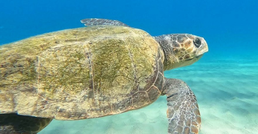 turtle in greece