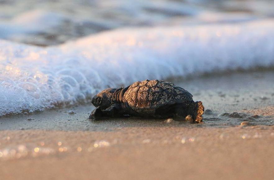 Baby turtle in Greece