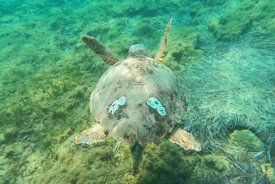 Successful year for the turtles in Greece