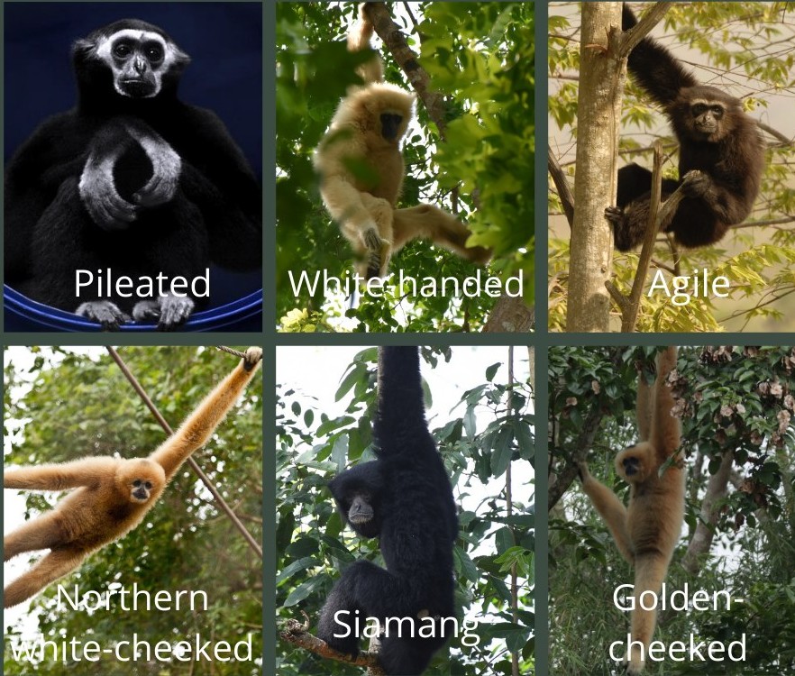 gibbons