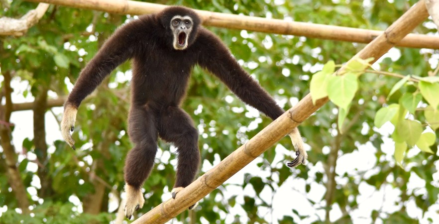 Gibbon