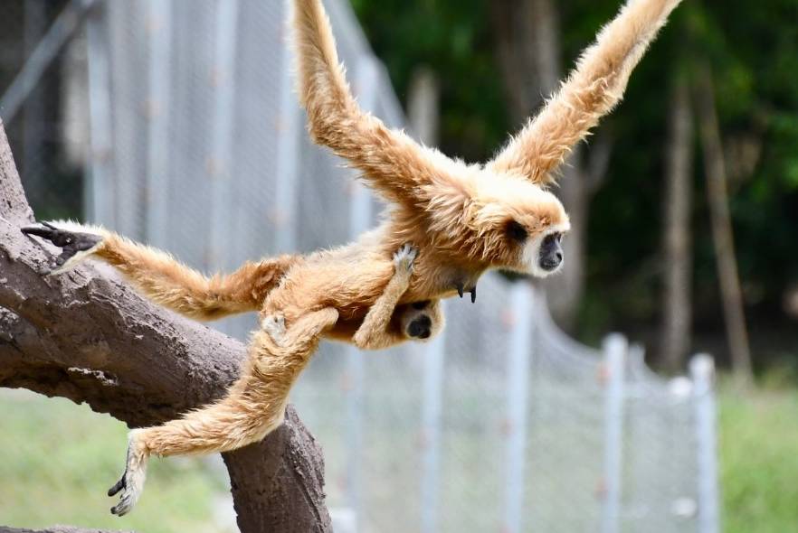 Happy International Gibbon Day