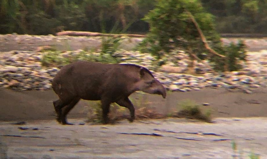 tapir