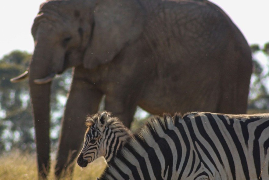 Elephants & Zebras – safety in numbers 