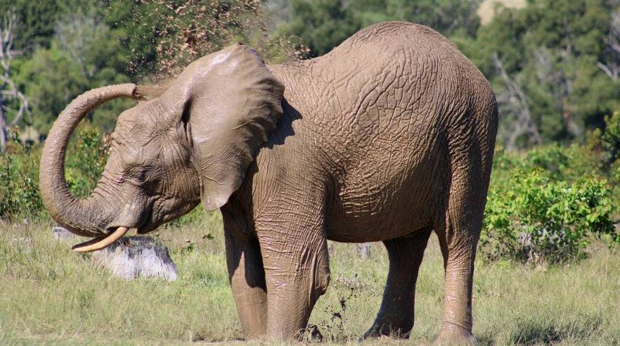How elephants stay cool in the summer and warm during winter | Pod
