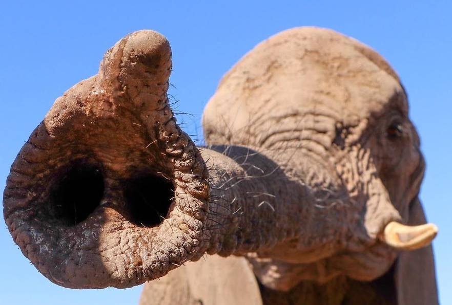 elephant trunk