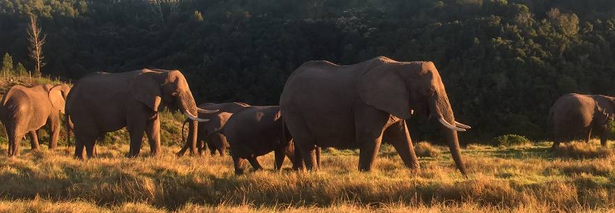 African elephants