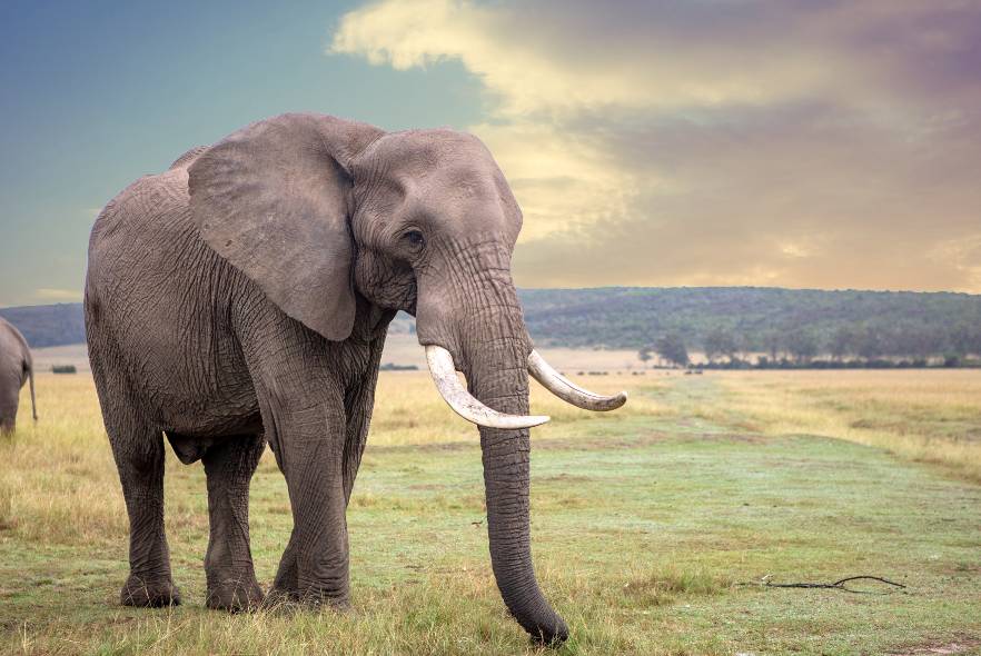 How elephants stay cool in the summer and warm during winter 