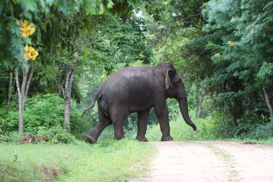 Elephant in Sri Lanka