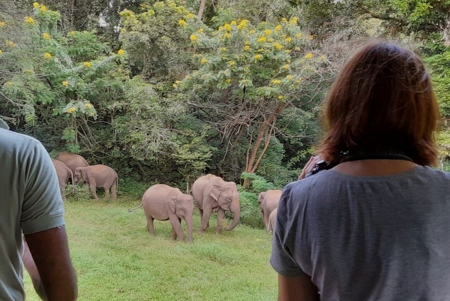 Elephant adventures in Sri Lanka 