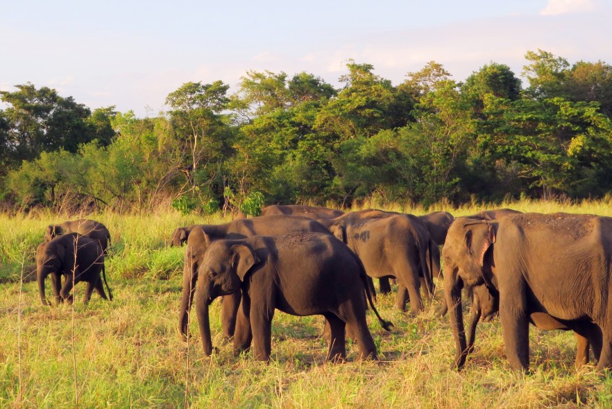 Making a difference to wild elephants in Sri Lanka