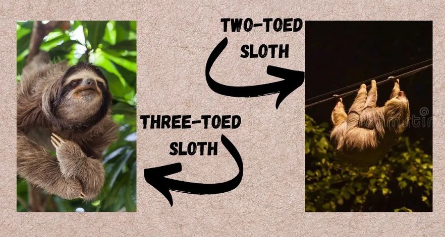 sloth
