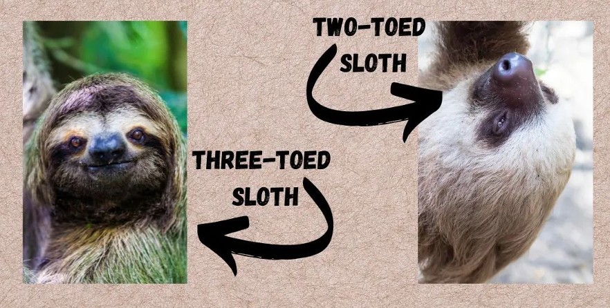 sloth