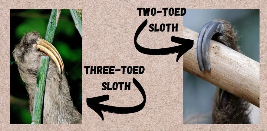 sloth