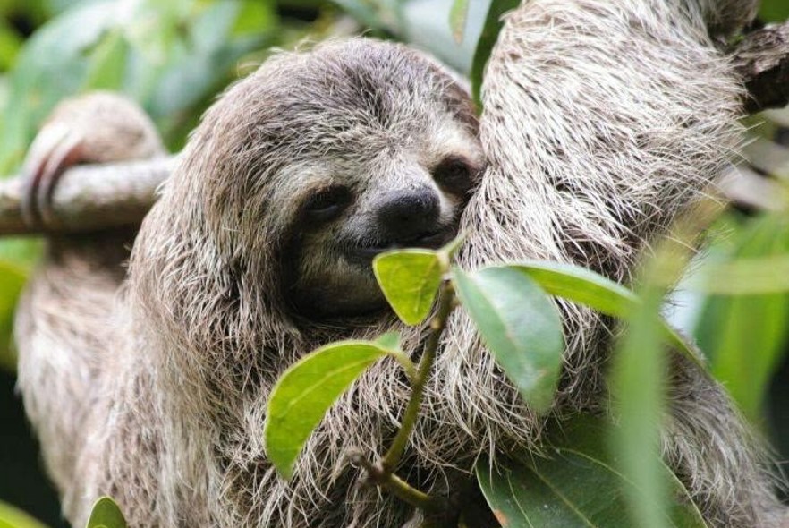 The difference between two and three-toed sloths
