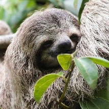 The difference between two and three-toed sloths