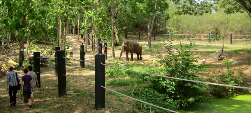 Rescued elephants