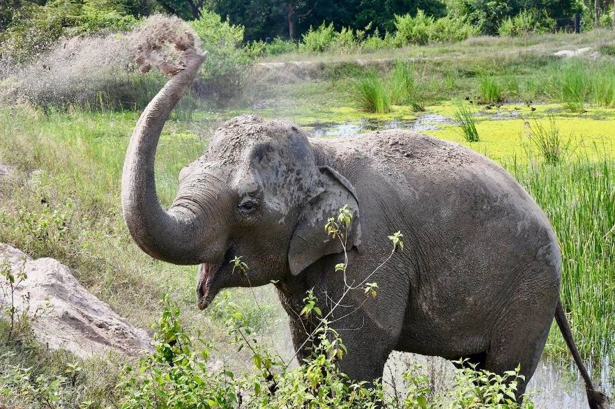 happy elephant