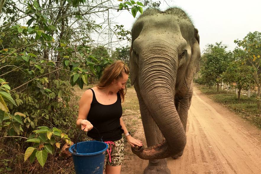 How can I help elephants? 