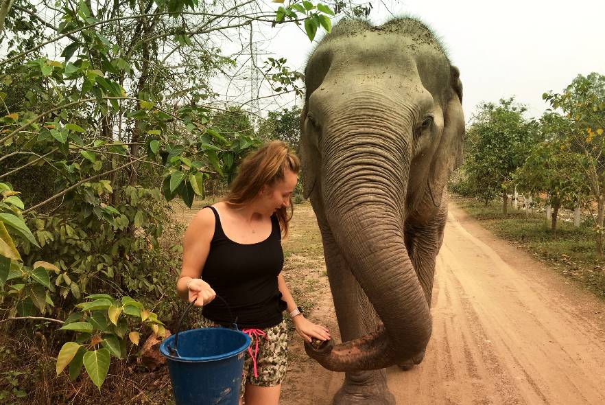 How can I help elephants?