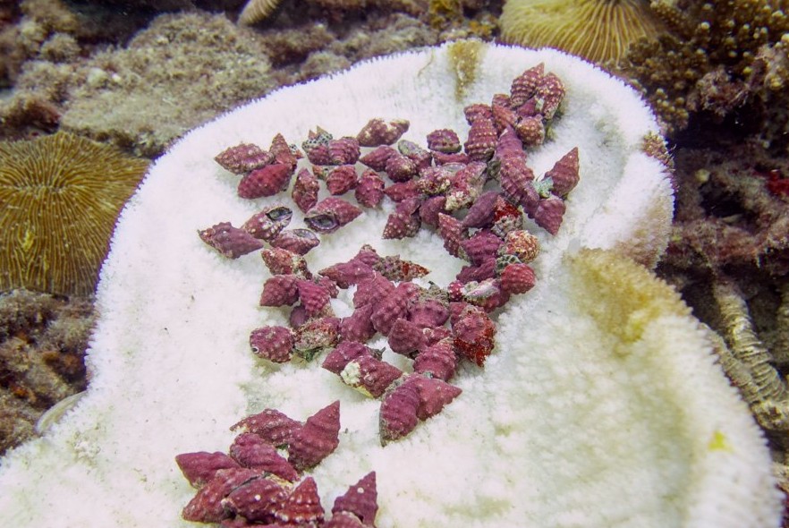 Killer coral snails in Thailand 